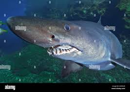 Image result for Odontaspis ferox