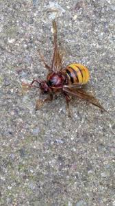 Attēlu rezultāti vaicājumam “Cimbex luteus”