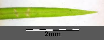 Attēlu rezultāti vaicājumam “Potamogeton trichoides leaf”