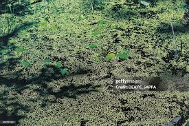 Attēlu rezultāti vaicājumam “Lemnaceae”