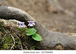 Attēlu rezultāti vaicājumam “Viola epipsila”