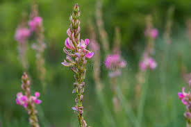 Attēlu rezultāti vaicājumam “Onobrychis arenaria leaf”