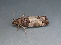 Attēlu rezultāti vaicājumam “Spilonota ocellana”