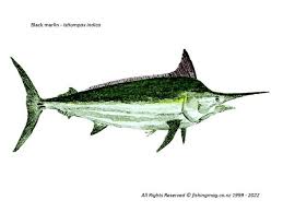 Image result for Istiompax indica