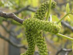 Attēlu rezultāti vaicājumam “Juglans regia”