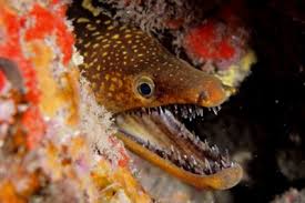 Image result for Gymnothorax funebris