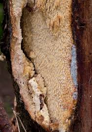 Attēlu rezultāti vaicājumam “Sarcodontia crocea”