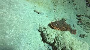 Image result for Stevenage Aqualine SSC