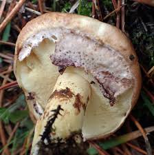 Attēlu rezultāti vaicājumam “Suillus luteus”