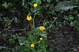 Attēlu rezultāti vaicājumam “Ranunculus bulbosus”