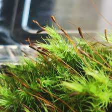 Attēlu rezultāti vaicājumam “Campylopus pyriformis”