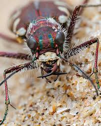 Attēlu rezultāti vaicājumam “Cicindela maritima”