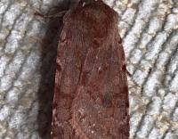 Attēlu rezultāti vaicājumam “Cerastis rubricosa”