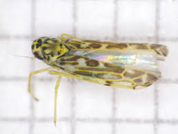 Attēlu rezultāti vaicājumam “Eupteryx vittata”