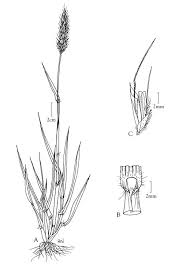 Attēlu rezultāti vaicājumam “Anthoxanthum odoratum”