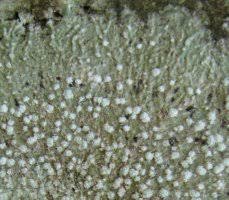 Attēlu rezultāti vaicājumam “Pertusaria amara”