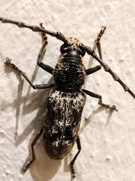 Attēlu rezultāti vaicājumam “Rhamnusium bicolor”