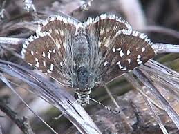 Attēlu rezultāti vaicājumam “Pyrgus alveus upperside”