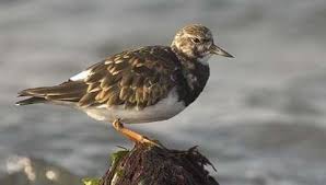 Attēlu rezultāti vaicājumam “Arenaria interpres adult”