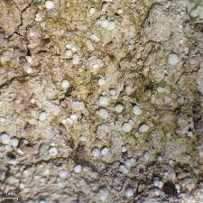 Attēlu rezultāti vaicājumam “Dibaeis baeomyces”