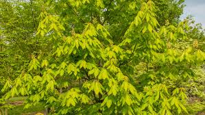 Attēlu rezultāti vaicājumam “Aesculus x neglecta”