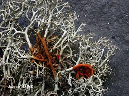 Attēlu rezultāti vaicājumam “Cladonia ciliata”