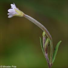 Attēlu rezultāti vaicājumam “Epilobium palustre”