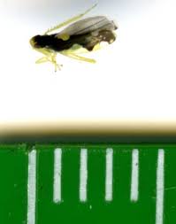 Attēlu rezultāti vaicājumam “Eupteryx vittata”