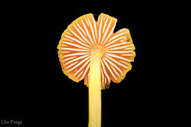 Attēlu rezultāti vaicājumam “Clastoderma debaryanum spores”