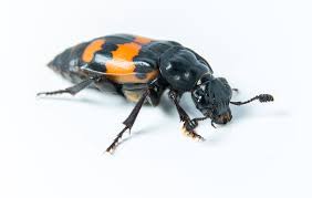 Attēlu rezultāti vaicājumam “Nicrophorus vespillo”