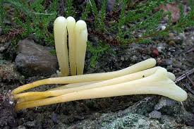 Attēlu rezultāti vaicājumam “Clavaria argillacea”