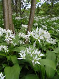 Attēlu rezultāti vaicājumam “Allium ursinum”