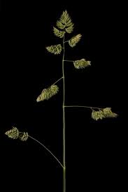 Attēlu rezultāti vaicājumam “Dactylis glomerata subsp. glomerata”