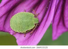 Attēlu rezultāti vaicājumam “Palomena prasina nymph”