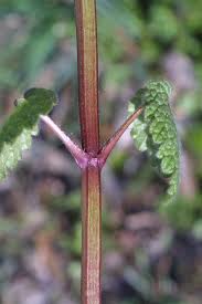 Attēlu rezultāti vaicājumam “Lamium purpureum leaf”
