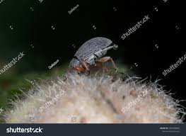 Attēlu rezultāti vaicājumam “Apionidae”