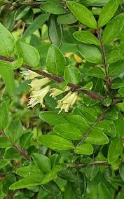 Attēlu rezultāti vaicājumam “Lonicera”