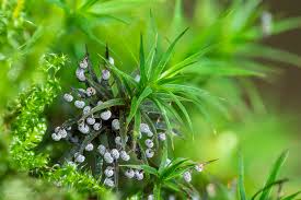 Attēlu rezultāti vaicājumam “Didymium melanospermum macro”