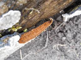 Attēlu rezultāti vaicājumam “Phellinus laevigatus”