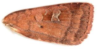 Attēlu rezultāti vaicājumam “Diarsia florida”