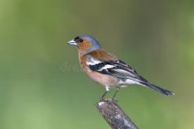 Attēlu rezultāti vaicājumam “Fringilla coelebs male”