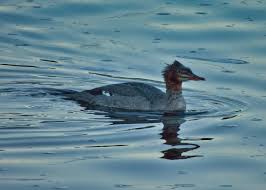 Attēlu rezultāti vaicājumam “Mergus merganser juvenile”