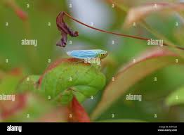 Attēlu rezultāti vaicājumam “Cicadella viridis female”