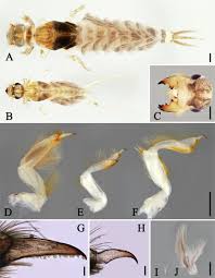 Attēlu rezultāti vaicājumam “Aphodius subterraneus imago”