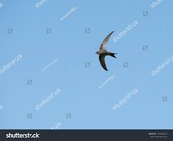 Image result for Apus pacificus