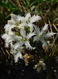 Attēlu rezultāti vaicājumam “Menyanthes trifoliata leaf”