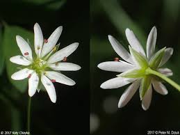 Attēlu rezultāti vaicājumam “Stellaria longifolia flower”