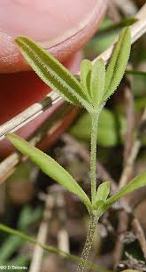 Attēlu rezultāti vaicājumam “Moehringia lateriflora leaf”