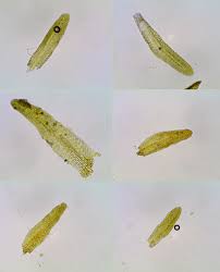 Attēlu rezultāti vaicājumam “Gyroweisia tenuis”