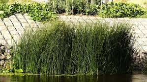 Attēlu rezultāti vaicājumam “Schoenoplectus lacustris subsp. lacustris”